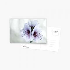 White Almond Flowers - Postcard