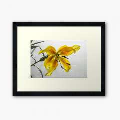 The Yellow Lily - Framed Art Print