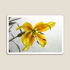 The Yellow Lily - Magnet