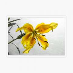 The Yellow Lily - Transparent Sticker