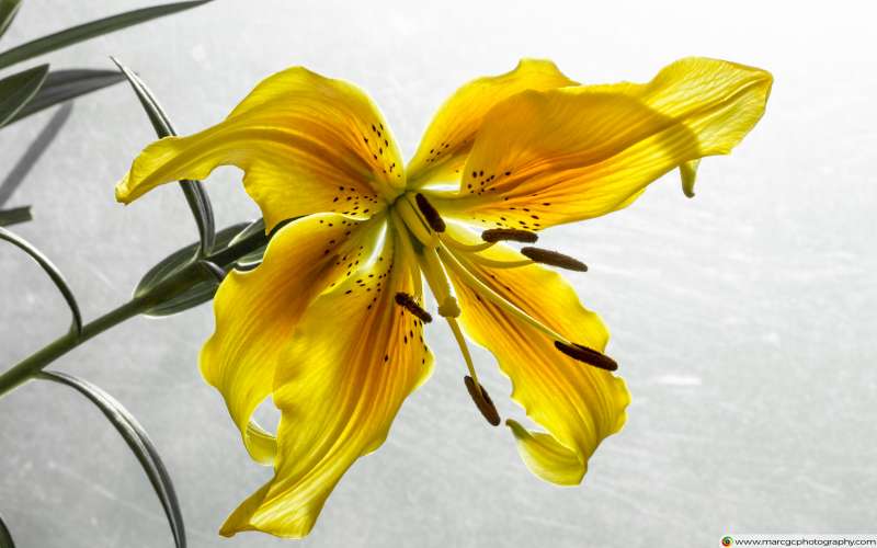 The Yellow Lily Free 4K HD Wallpaper