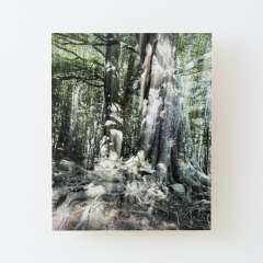 Strong Roots - Wood Mounted Print