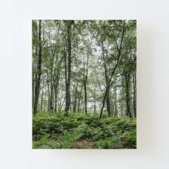 A Summer Day in the Forest - Canvas Mounted Print