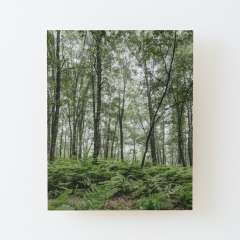 A Summer Day in the Forest - Wood Mounted Print