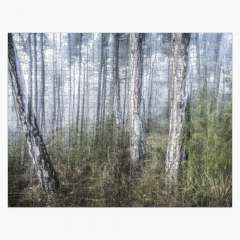 The Misty Forest - Jigsaw Puzzle