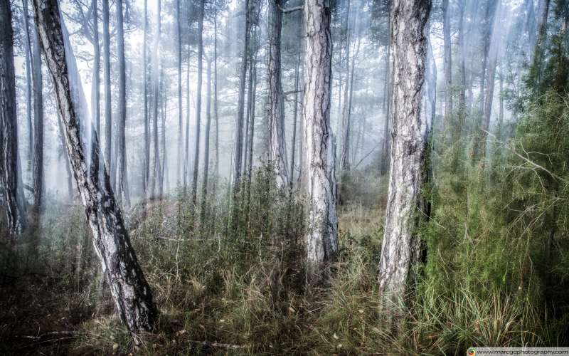 The Misty Forest Free 4K HD Wallpaper