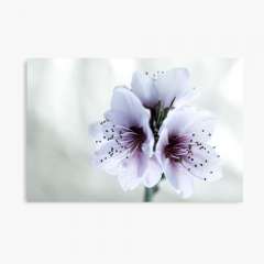 White Almond Flowers - Canvas Print