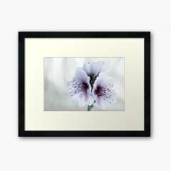 White Almond Flowers - Framed Art Print