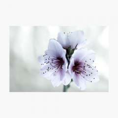 White Almond Flowers - Photographic Print