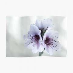 White Almond Flowers - Poster