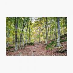 Autumn in the Enchanted Rocks (Catalonia) - Photographic Print