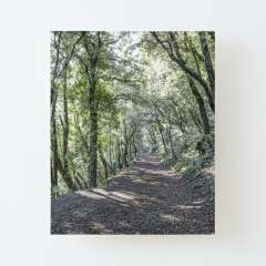 Path Between Trees (Santa Pau, Catalonia) - Canvas Mounted Print