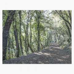 Path Between Trees (Santa Pau, Catalonia) - Jigsaw Puzzle