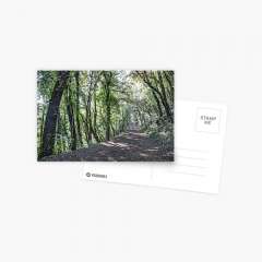 Path Between Trees (Santa Pau, Catalonia) - Postcard