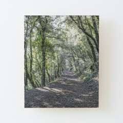 Path Between Trees (Santa Pau, Catalonia) - Wood Mounted Print