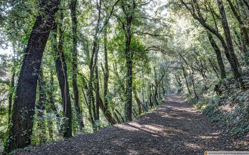 Path Between Trees (Santa Pau, Catalonia) Free 4K HD Wallpaper