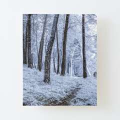 Winter Snowfall - Canvas Mounted Print
