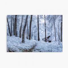 Winter Snowfall - Canvas Print