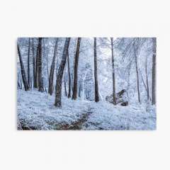 Winter Snowfall - Metal Print