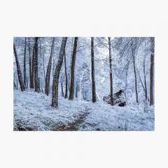 Winter Snowfall - Photographic Print