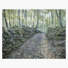 Walking Between Rocks and Trees - Jigsaw Puzzle