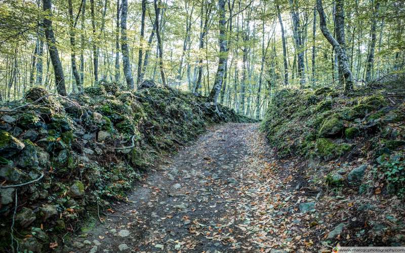 Walking Between Rocks and Trees Free 4K HD Wallpaper