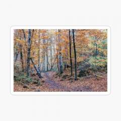 Looking for The Right Path (Fageda d’en Jordà, Catalonia) - Sticker