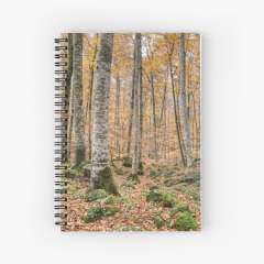 Autumn Between Trees (Fageda d'en Jordà, Catalonia) - Spiral Notebook