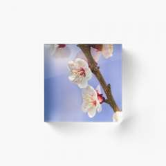 Apricot Flowers - Acrylic Block