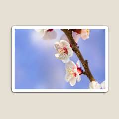 Apricot Flowers - Magnet