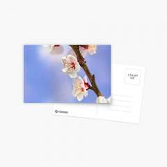 Apricot Flowers - Postcard