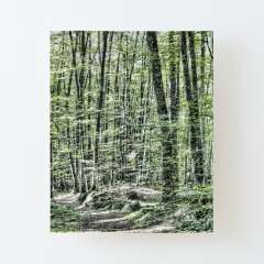 Light Between Trees - Canvas Mounted Print