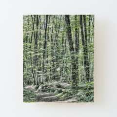 Light Between Trees - Wood Mounted Print